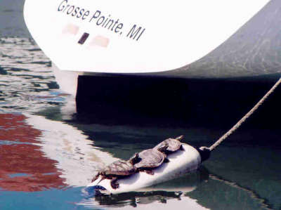 Turtles Dream of Express 27s